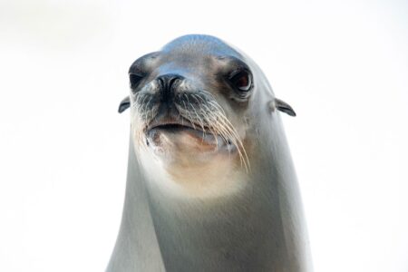 This cute bopping sea lion likely has better rhythm than