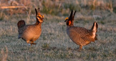 Trump administration seeks to lift protections for lesser prairie chicken