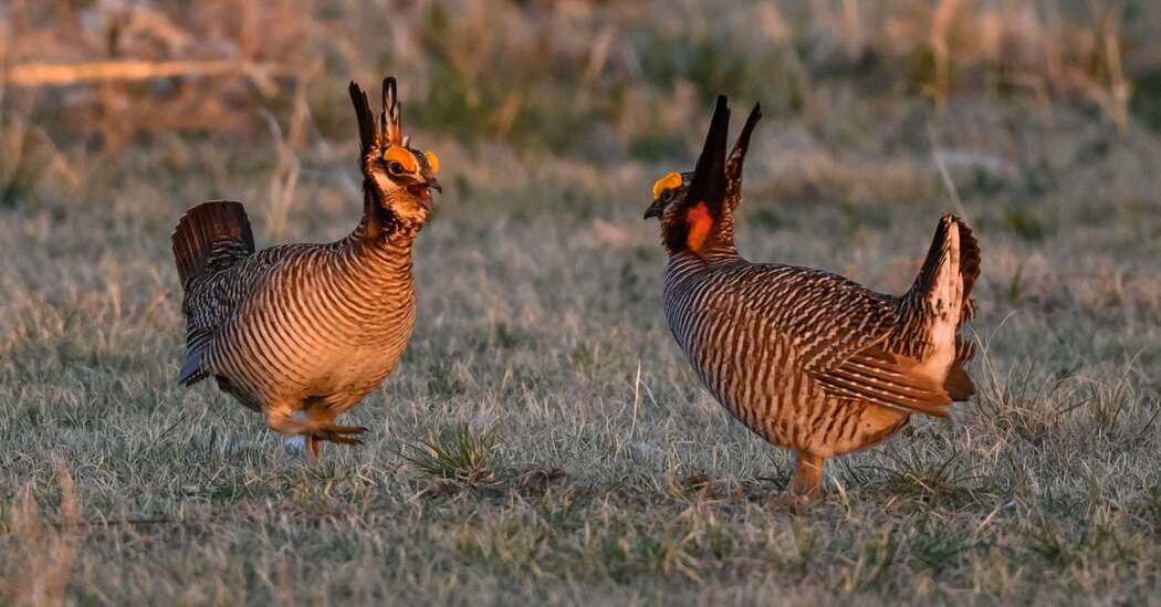 Trump administration seeks to lift protections for lesser prairie chicken