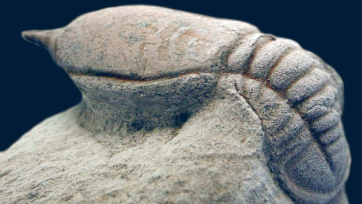 Twilight Zone: The Trilomus Enigma Twilight zone: the trilomus enigma