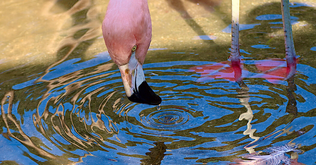 Video: flamingo creates a vortex with its beak to capture