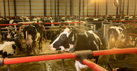 Washington's turmoil hinders efforts to combat avian flu