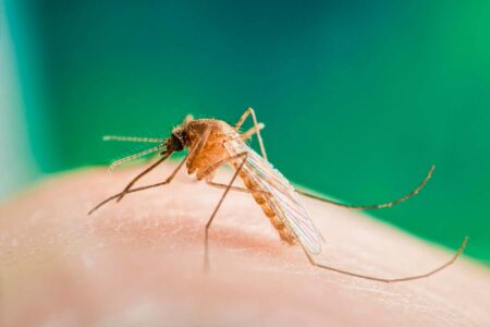 West nile virus identified in british mosquito for the first