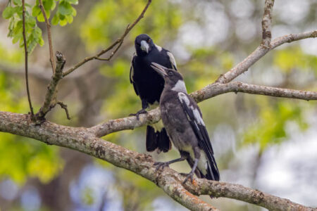 Ancient Karawon Fossils Discovered in New Zealand, Dating Back 19 Million Years Ancient Karawon Fossils Discovered in New Zealand Dating Back 19