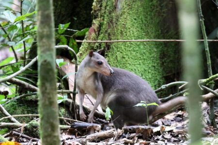 Ancient Peoples Transported Wallabies to the Indonesian Islands by Canoe