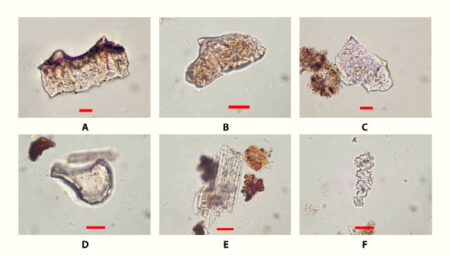 Archaeologists Discover 3500 Year Old Rice Remnants in Guam