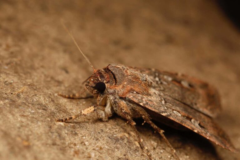 Australian Moths Navigate 1000 km Journeys Using the Stars as