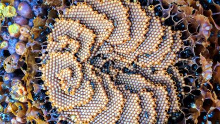 Australian Stingless Bee Honey Exhibits Unique Antibacterial Properties Research Reveals