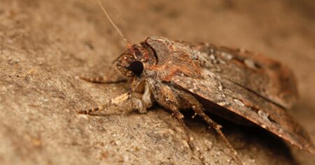 Bogong Moths May Be Using Stars to Navigate Their 600 Mile