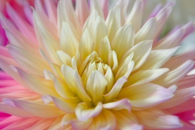 Can ai comprehend flowers without touching or smelling them?