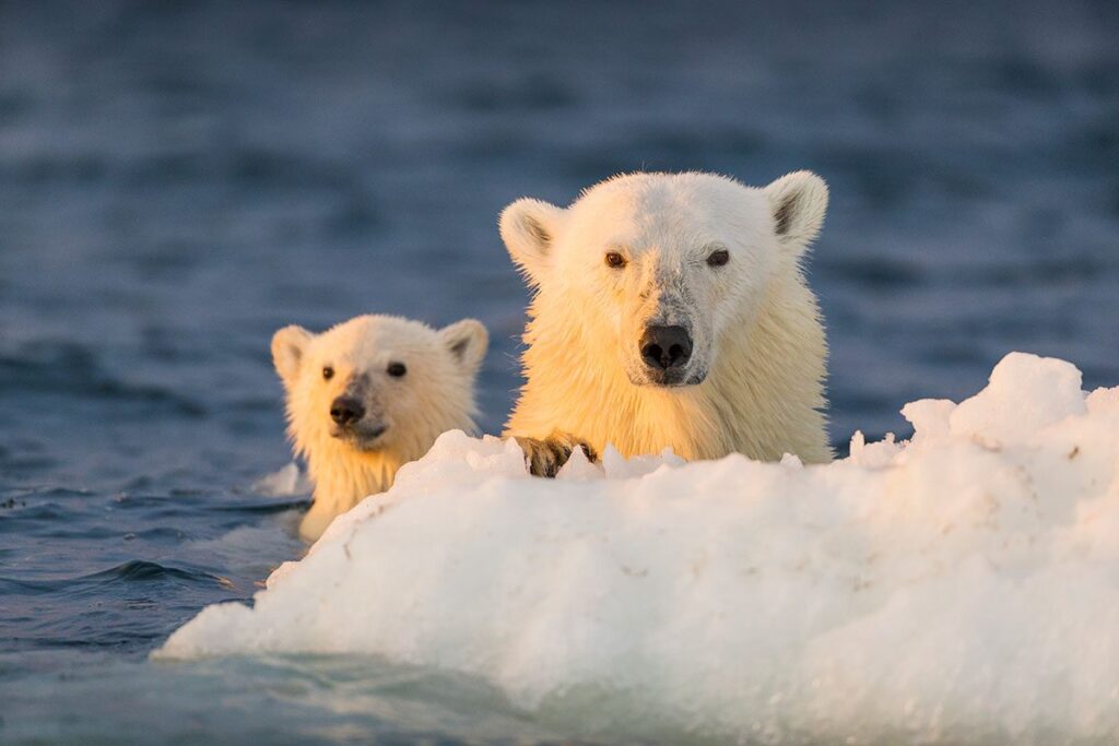 Century Old Mercury Poisoning Abandons Polar Bears