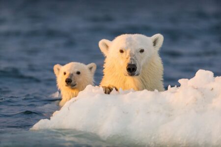 Century Old Mercury Poisoning Abandons Polar Bears