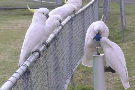 Clever Cockatoos Master the Art of Using Public Drinking Fountains Clever cockatoos master the art of using public drinking fountains