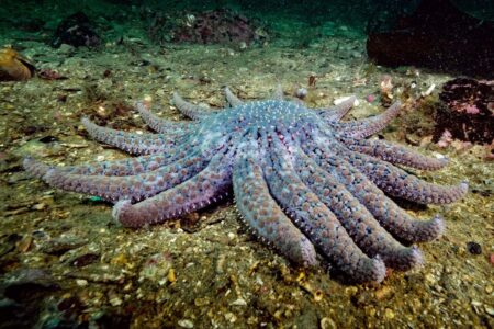 Cryopreserved Seastar Larvae May Facilitate the Recovery of Key Species