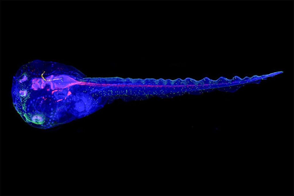 Cyborg Tadpoles Illuminate the Start of Brain Development