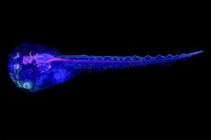 Cyborg Tadpoles Illuminate the Start of Brain Development