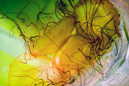 Exploring Europes Biggest Jellyfish Farm