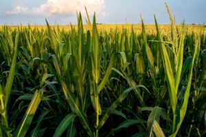 Farmers Worldwide Struggle to Adapt to Climate Change