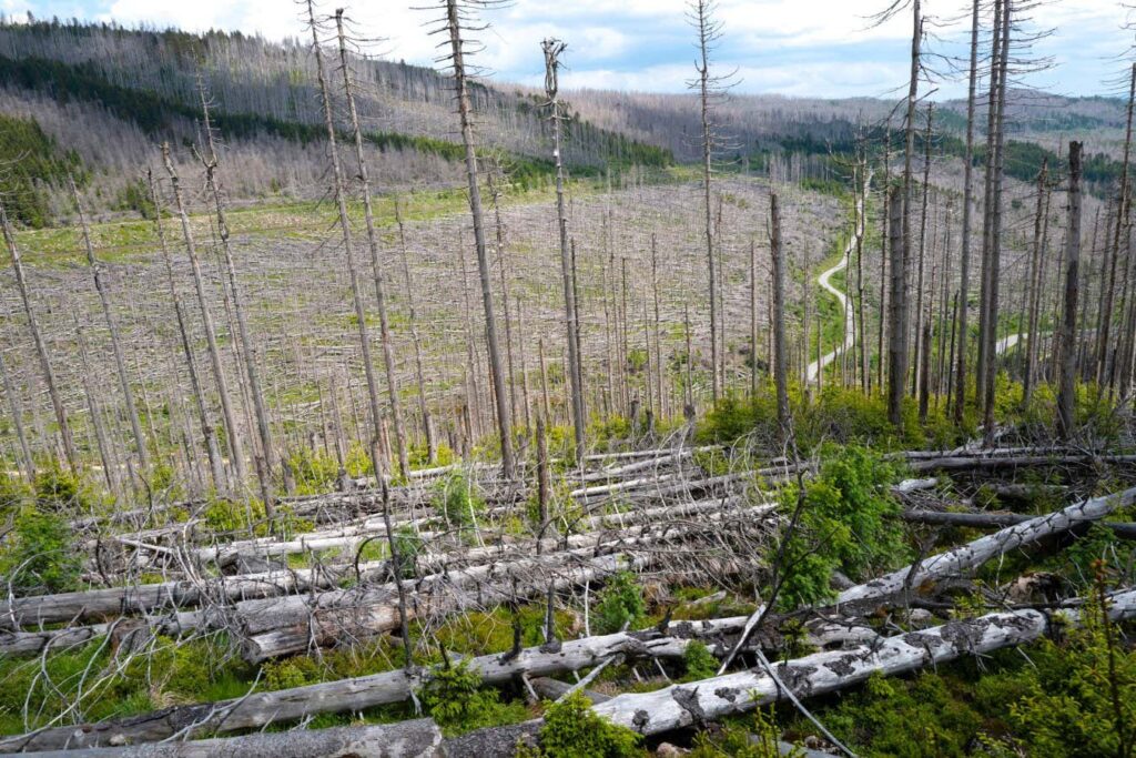 Forest Crisis Sparks Europe to Reassess Net Zero Goals Forest Crisis Sparks Europe to Reassess Net Zero Goals