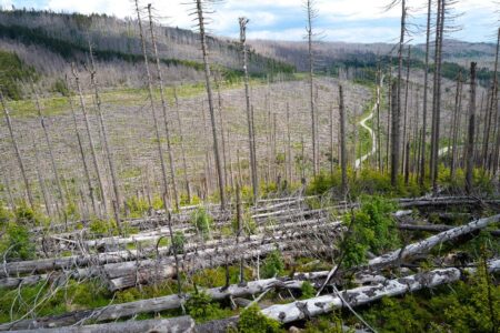 Forest Crisis Sparks Europe to Reassess Net Zero Goals