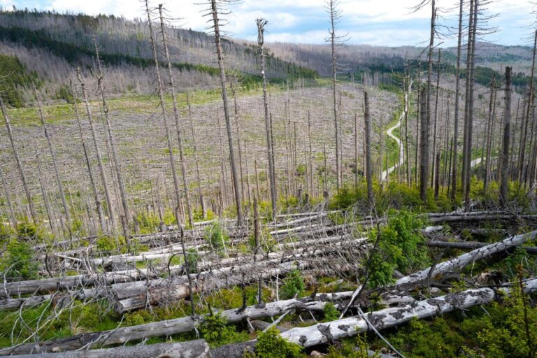 Forest Crisis Sparks Europe to Reassess Net Zero Goals Forest Crisis Sparks Europe to Reassess Net Zero Goals