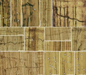 Fossils of 160 million year old blue stained bacteria discovered in china