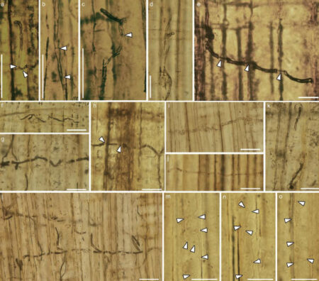 Fossils of 160-Million-Year-Old Blue-Stained Bacteria Discovered in China Fossils of 160 million year old blue stained bacteria discovered in china