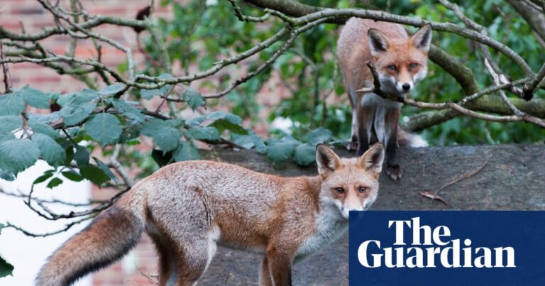 Google Addresses Fox’s Incursion on the Roof of Its £1 Billion London Office Google Addresses Foxs Incursion on the Roof of Its 1