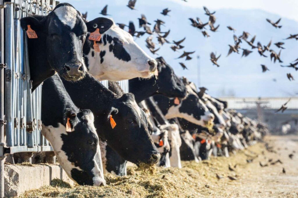 How the US Agriculture Organization Played a Crucial Role in