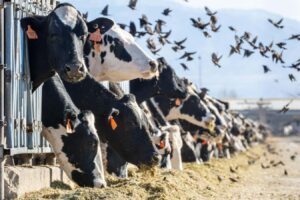 How the US Agriculture Organization Played a Crucial Role in