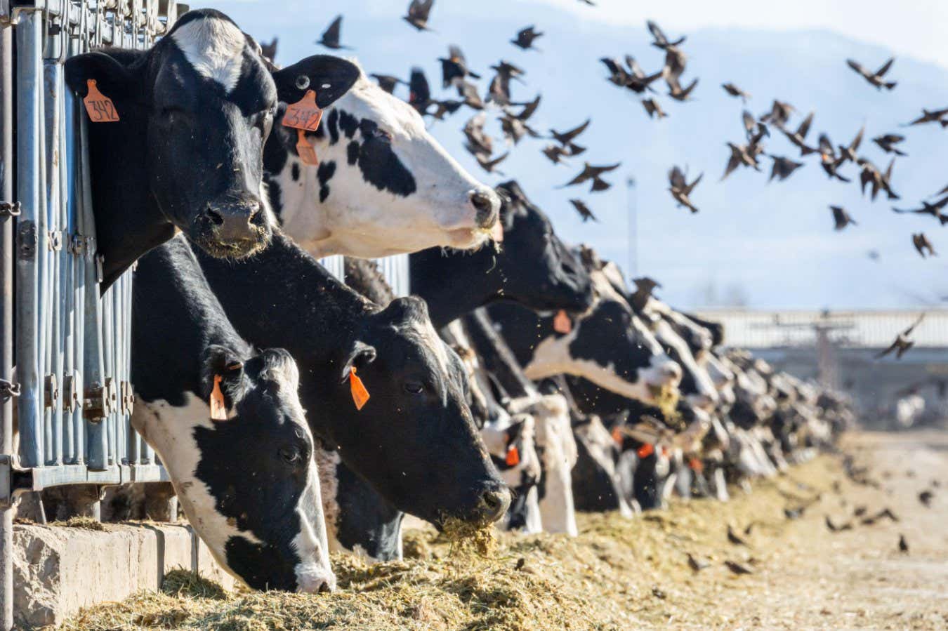 How the US Agriculture Organization Played a Crucial Role in