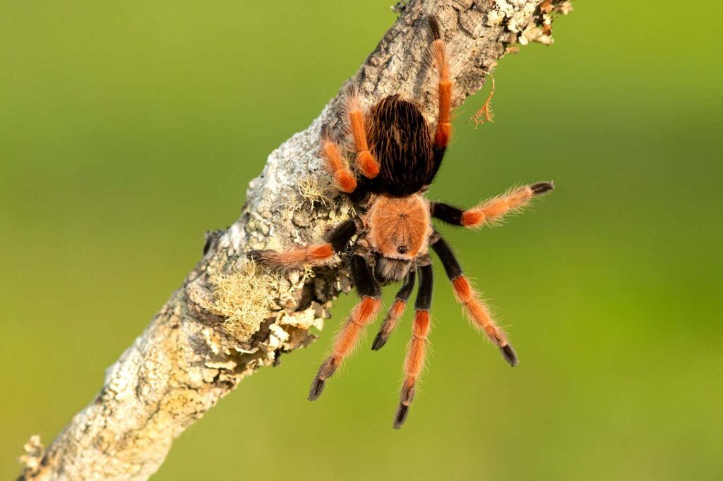 Incredible Upside to the Recent Surge in Invertebrate Pets