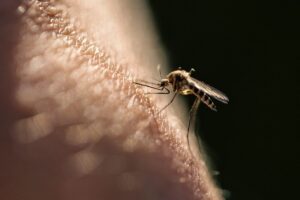 Mosquitoes Are Poised to Become More Hazardous in the UK