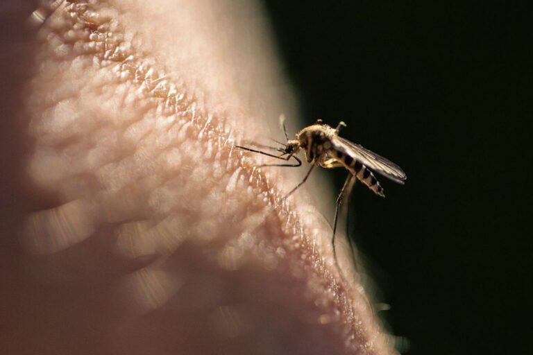 Mosquitoes Are Poised to Become More Hazardous in the UK