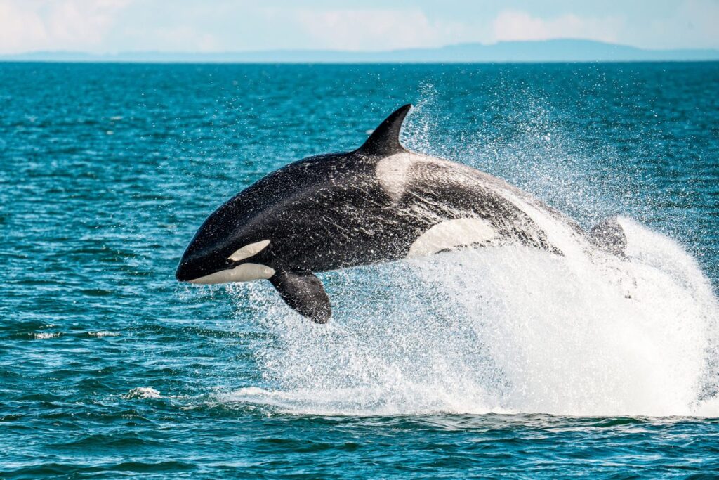 Mysterious First Photograph of Killer Whale Raises Questions Among Scientists