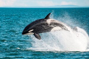 Mysterious First Photograph of Killer Whale Raises Questions Among Scientists