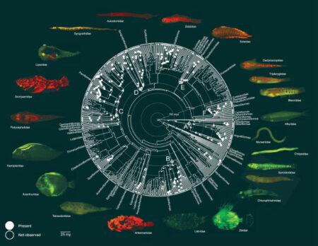 New Research Reveals the Ancient Origins of Fish Biofluorescence