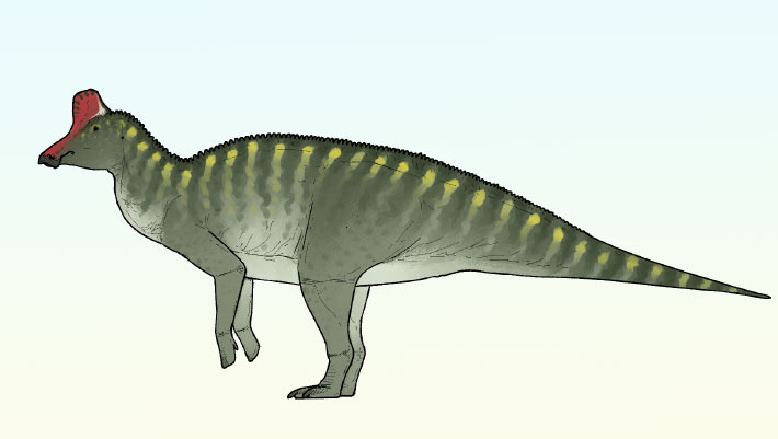 Newly Discovered Duck-Dinosaur Species: Tareta Tareta Newly discovered duck dinosaur species: tareta tareta