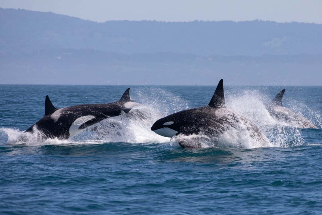 Orcas Cleansing Each Other with Bits of Kelp
