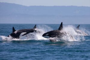 Orcas Cleansing Each Other with Bits of Kelp