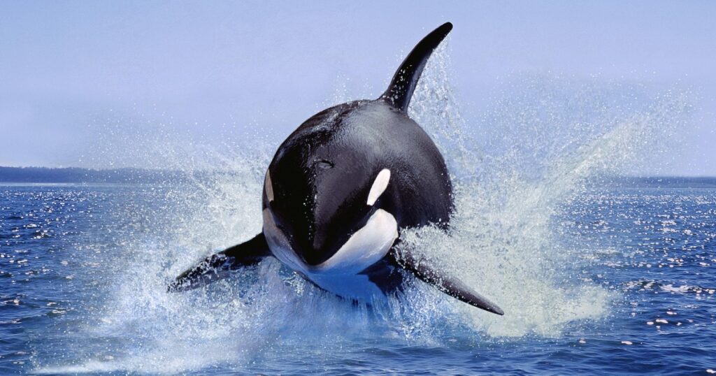 Orcas Might Be Capable of Tool Use with a Bit