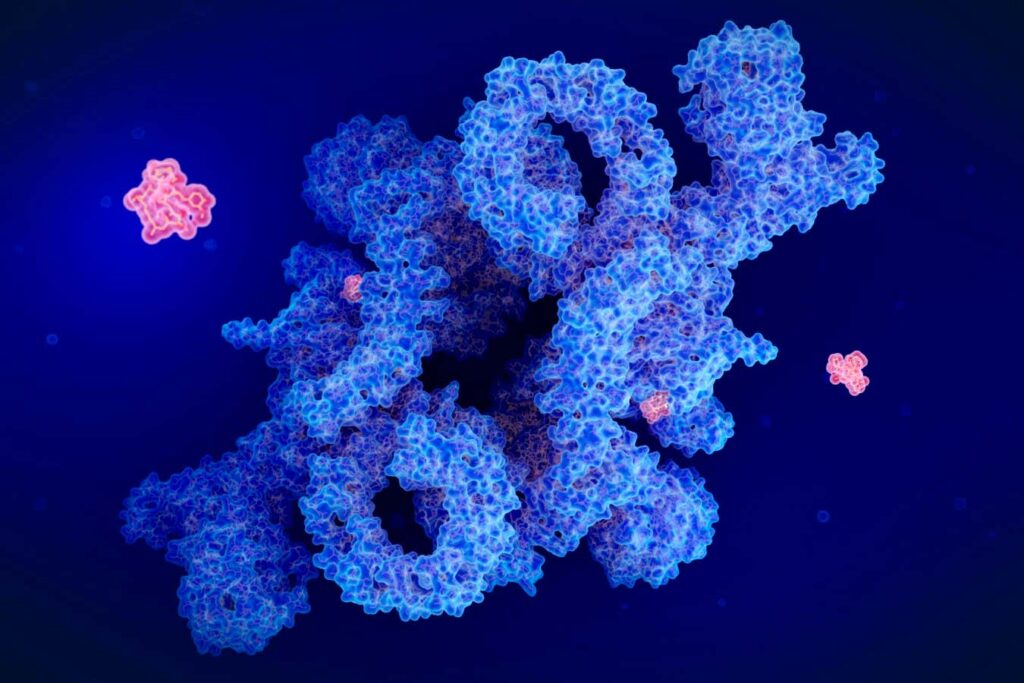 Rapamycin May Boost Lifespan More Significantly with Reduced Caloric Intake