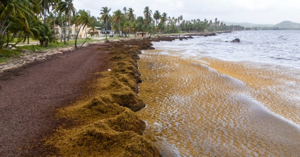 Scientists report seaweed in the caribbean and surrounding areas experienced