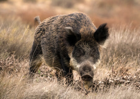 Studies Suggest Pigs Were Domesticated from Wild Boars in Southern