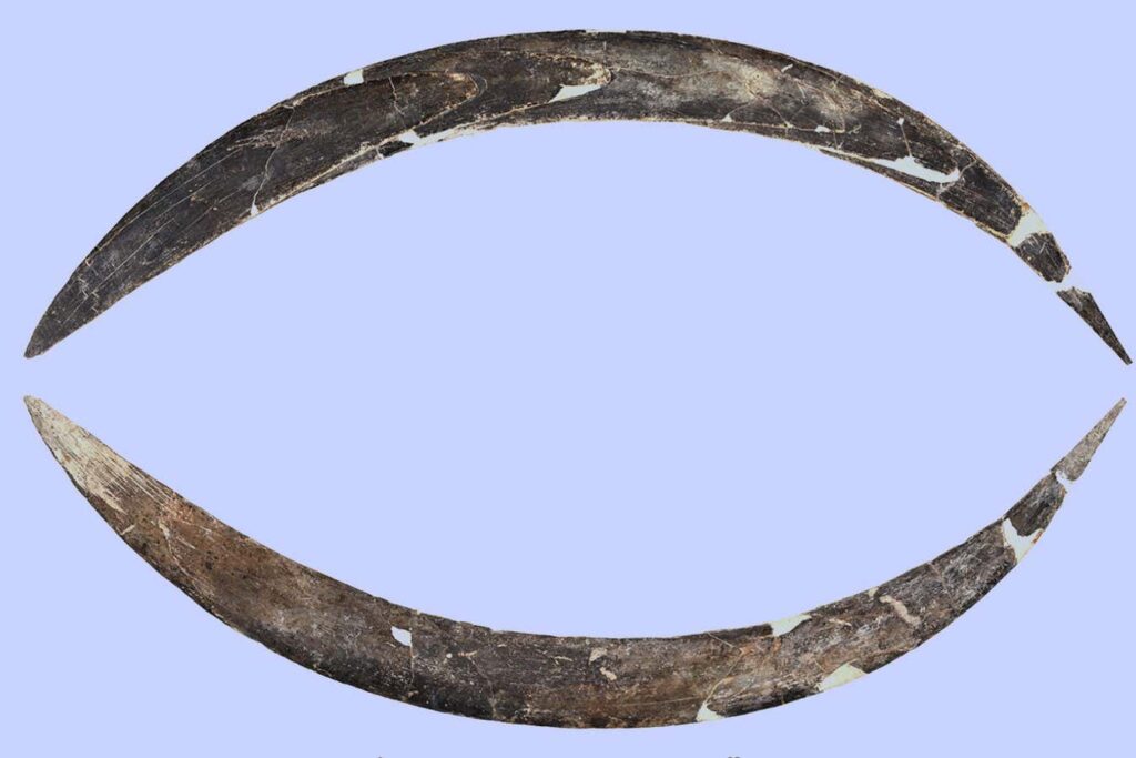The Ancient Mammoth Task Boomerang is Twice as Old as