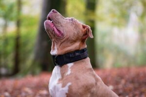 The Hidden Dangers of Dogs What You Need to Know