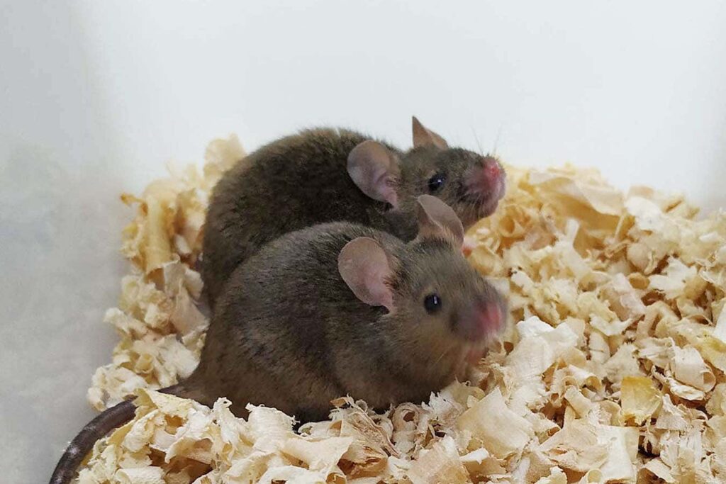 The Mouse with Two Dads Welcomes Its First Offspring