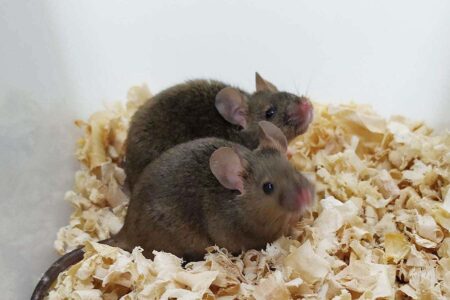 The Mouse with Two Dads Welcomes Its First Offspring