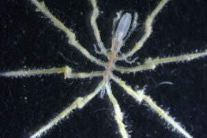 The Sea Spider Farm Harnessing Bacteria for Methane Consumption