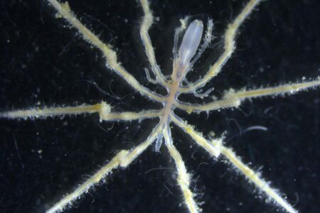 The Sea Spider Farm Harnessing Bacteria for Methane Consumption